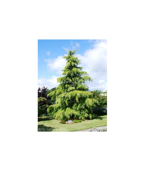 Cedr himalajski 'Aurea'