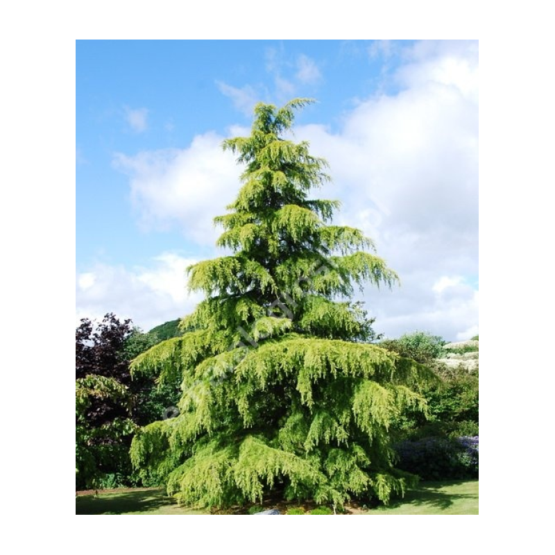 klon 'Ample Surpriseć'